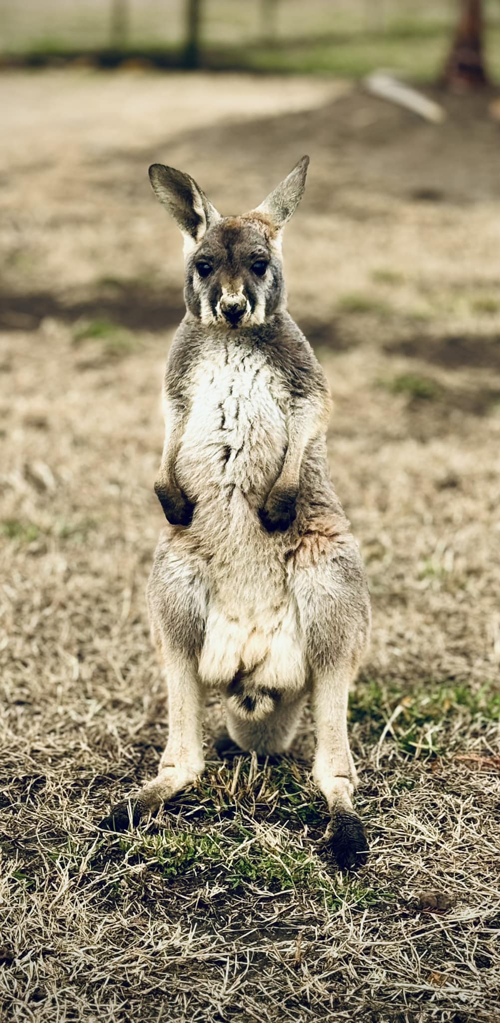 baby kangaroo is a new arrival at the ranch