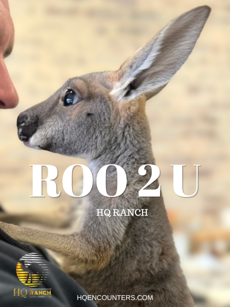 Roo 2 U HQ Ranch
